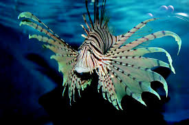 a lion fish in the water with a fish in the background