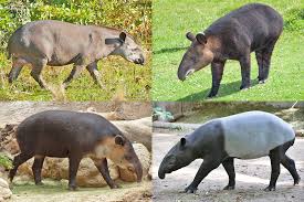 tapirs