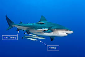 a shark shark with a shark shark shark, shark, and a shark