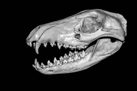 a skully animal skull with a skull head