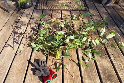 a bundle of honeysuckle vines freshly cut on a wood front porch