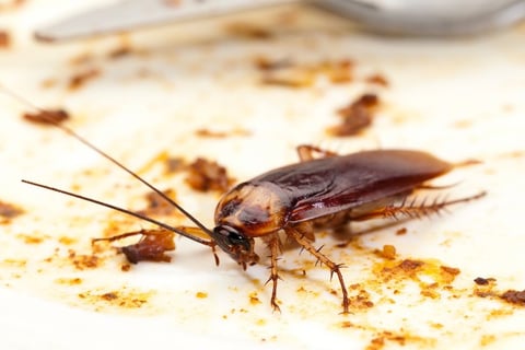 an adult american cockroach