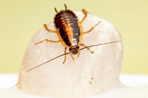 a german cockroach nymph