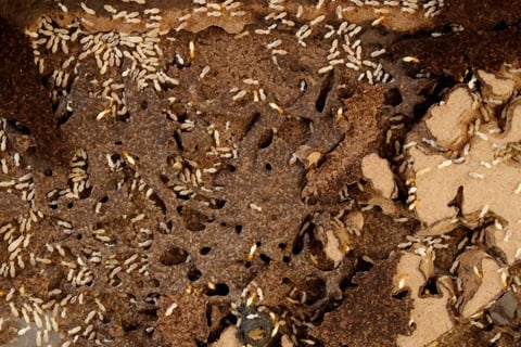 a group of foraging subterranean termites in mud trails