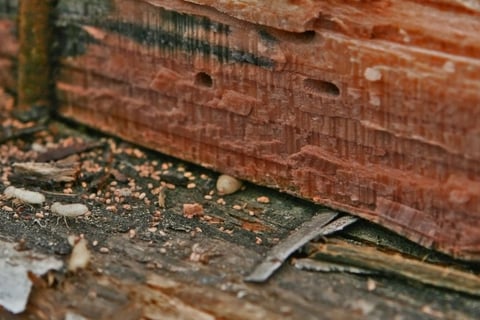 drywood termite frass