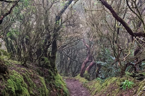 Parco Naturale di Anaga, a Tenerife