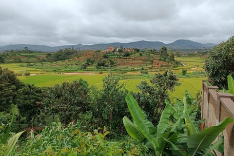 campi di risaie in Madagscar