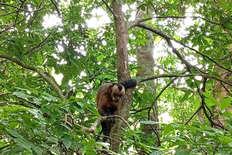 Isla de los monos nella Tambopata National Reserve