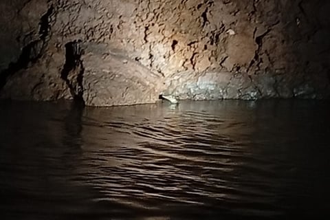avvistamento di caimano in amazzonia