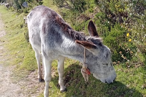 Quanto costa visitare Isla del Sol