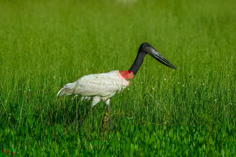 Cosa fare e vedere a Pantanal
