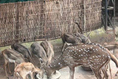 Nandankanan, Odisha