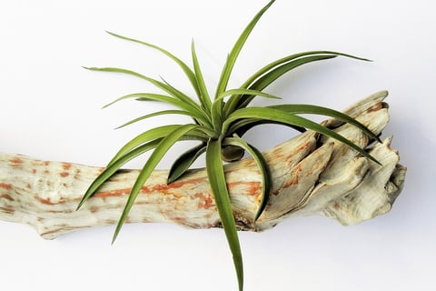 Tillandsia  su piccolo ramo di legno