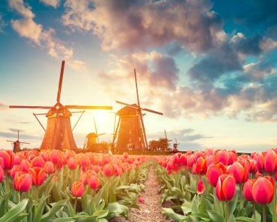 tulips - windmill windmills and windmill windmills in the background