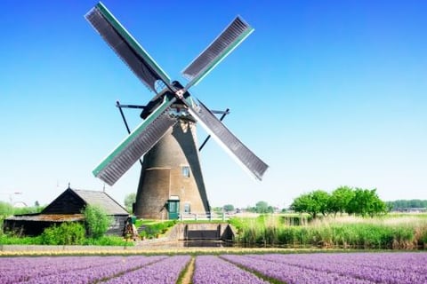 a windmill windmill in the middle of a field of lavender flowers
