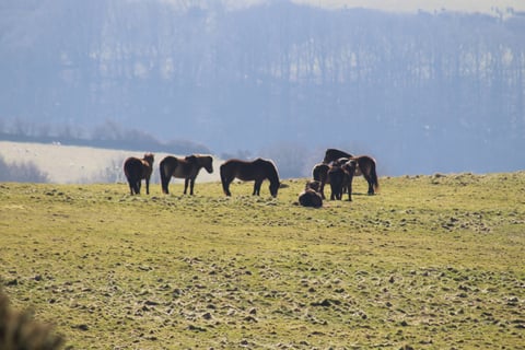 Exmoor Ponies