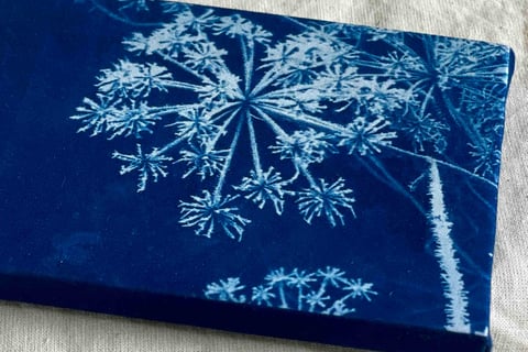 Frost, cyanotype