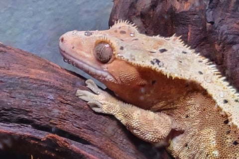 captive bred crested gecko