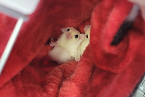 leucistic sugar gliders in pouch