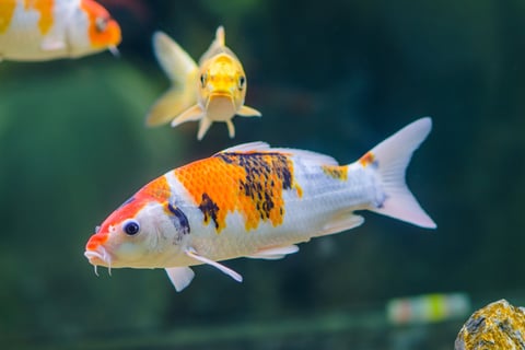 koi fish, pond fish