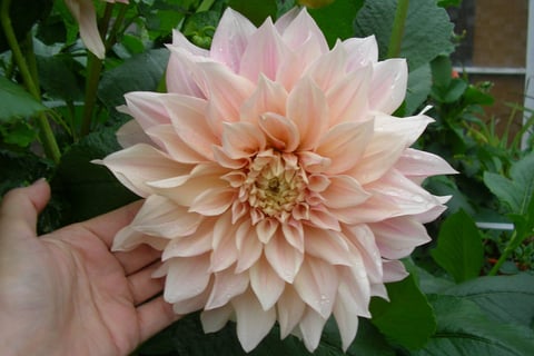 Large flower of peachy beige color which is the variety Cafe au Lait dahlia