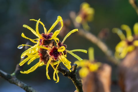 Ozark witch hazel