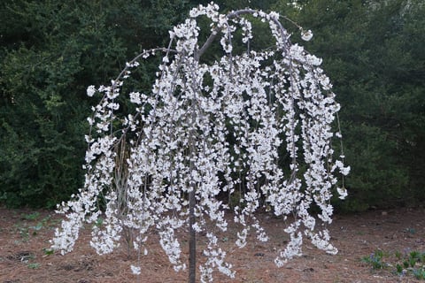 Young tree with weeping brnaches and white flowers that is a Yoshino Cherry Tree