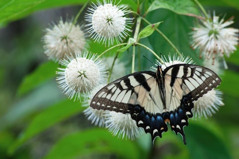 Butterfly on buttonbush