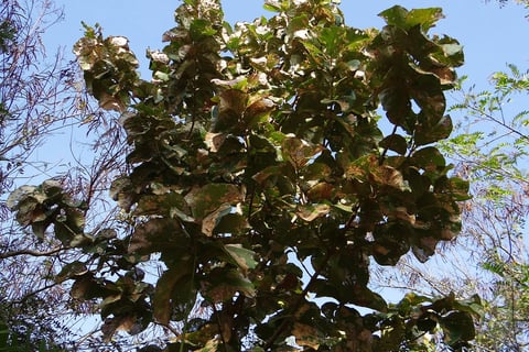 eco-friendly teak 