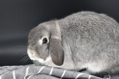 Hot Cross Buns' Chummy - Squirrel Holland Lop breeding doe on white background