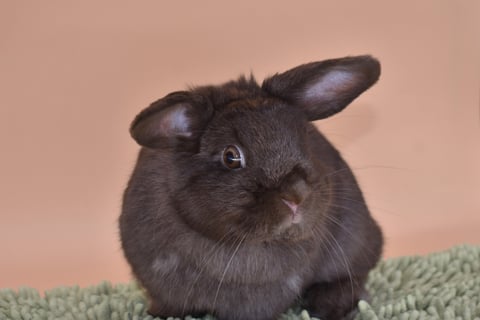 Hot Cross Buns' Holly - Chocolate Holland Lop baby doe on black background