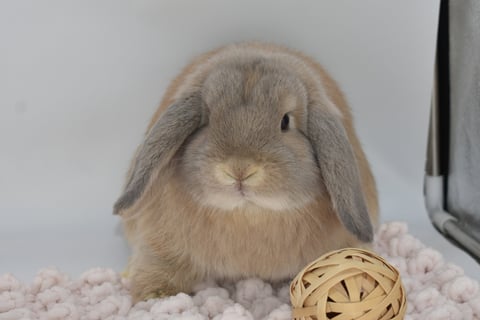 Hot Cross Buns' Hopscotch - cream Holland Lop pet baby doe on beige background