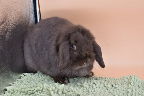 Hot Cross Buns' Ivy - Chocolate Holland Lop spayed doe
