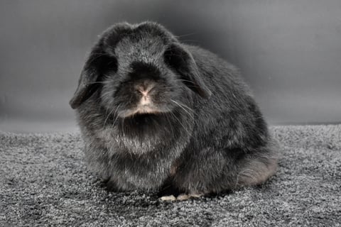 Mississippi Mud Pie - spayed solid black Holland Lop doe on black background