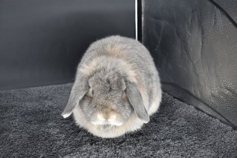 Hot Cross Buns' Nora - Spayed opal pet Holland Lop doe on black background