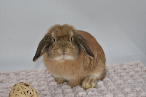 Hot Cross Buns' Parcheesi - Orange Holland Lop pet baby doe on beige background