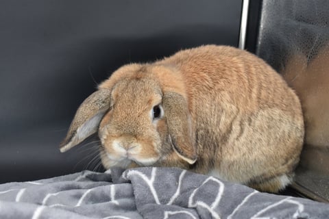 Hot Cross Buns' Parcheesi - solid orange Holland Lop doe