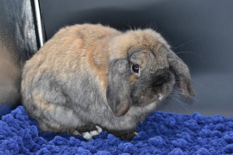 Sullivan - Black Tort Holland Lop breeding buck at Hot Cross Buns
