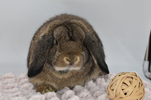 Hot Cross Buns' Tiddlywinks - chestnut Holland Lop baby doe on beige background