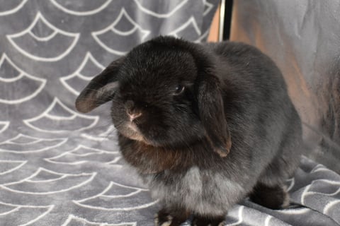 Hot Cross Buns' Zinnia - black Holland Lop breeding doe 