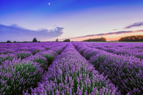 a photo of a field full of lavender plants in flower with a twilight sky above 