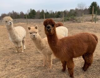 Alpaca for sale