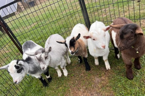 Pygmy Goats for sale