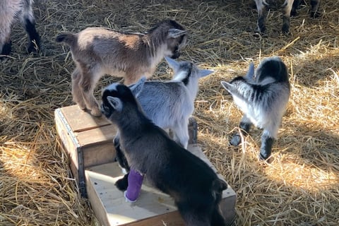 Amish Goats for sale