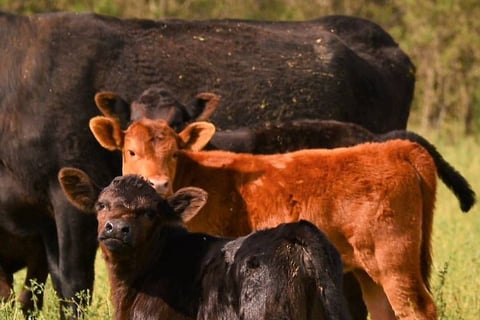 Angus Cattle for Sale