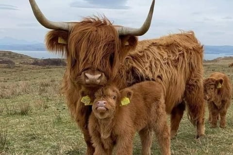 Mini Highland Cows for Sale
