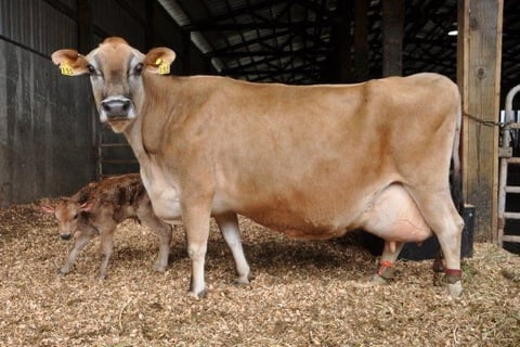 Jersey Cows for Sale