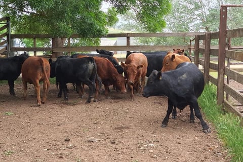 Dexter Cows for Sale