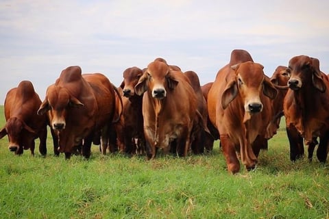 Braham Cows for Sale