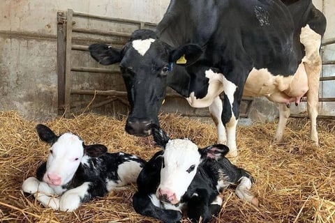 Holstein Cows for Sale